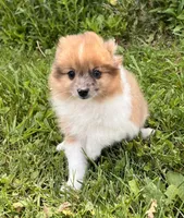 ACA speckles, a female Pomeranian for sale in Canton, OH – 3 of 4