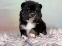ACA Tilly , a female Pomeranian for sale in Canton, OH – 5 of 7