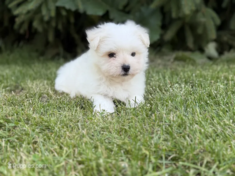 Donut  – Maltipom puppy for sale in Canton, OH