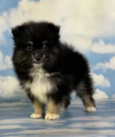 ACA Tilly , a female Pomeranian for sale in Canton, OH – 9 of 10