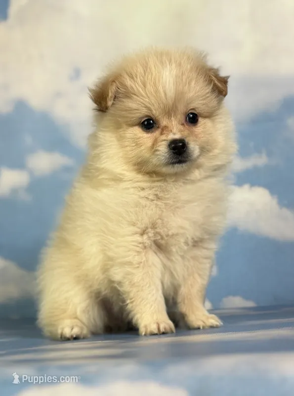 Tipton – Pomeranian puppy for sale in Canton, OH
