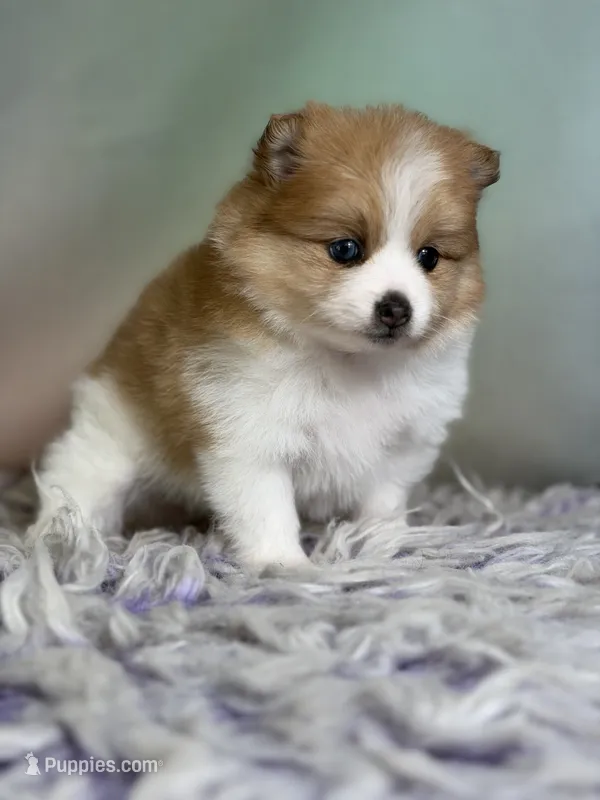 Carmen blue eye  – Pomeranian puppy for sale in Canton, OH