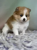 Carmen blue eye , a female Pomeranian for sale in Canton, OH – 1 of 5