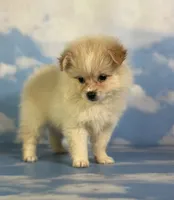 Tipton, a male Pomeranian for sale in Canton, OH – 9 of 9