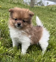 ACA  squirt, a male Pomeranian for sale in Canton, OH – 2 of 4