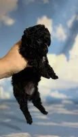 Magic, a female Poodle - Toy  for sale in Canton, OH – 3 of 5