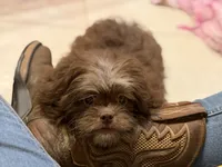 Kitkat DNA parents , a male Peekapoo for sale in Canton, OH – 2 of 10