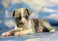 Loki, a male Frenchton for sale in Canton, OH – 5 of 5