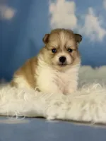 Aca Peanut , a male Pomeranian for sale in Canton, OH – 4 of 5