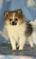 Aca Troy , a male Pomeranian for sale in Canton, OH – 8 of 9