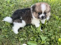 Aca Troy , a male Pomeranian for sale in Canton, OH – 4 of 4