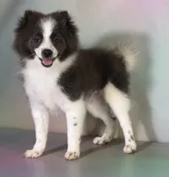Aca blue sparky , a male Pomeranian for sale in Canton, OH – 8 of 8