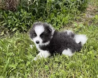 Aca sparky , a male Pomeranian for sale in Canton, OH – 2 of 4