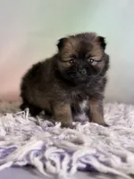 Chasity, a female Pomeranian for sale in Canton, OH – 2 of 5