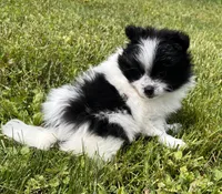 Aca shiba, a female Pomeranian for sale in Canton, OH – 4 of 4