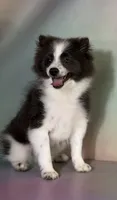 Aca blue sparky , a male Pomeranian for sale in Canton, OH – 6 of 8