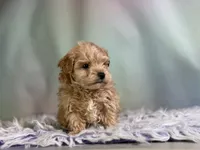 Timmy, a male Maltipoo for sale in Canton, OH – 5 of 6