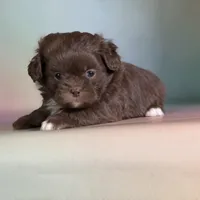 Reese DNA parents , a male Peekapoo for sale in Canton, OH – Photo 3 of 10