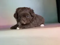 Reese, a male Peekapoo for sale in Canton, OH – Photo 2 of 7