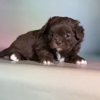 Reese DNA parents , a male Peekapoo for sale in Canton, OH – Photo 7 of 10