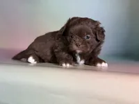 Reese, a male Peekapoo for sale in Canton, OH – Photo 6 of 7