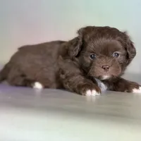 Reese DNA parents , a male Peekapoo for sale in Canton, OH – Photo 6 of 10