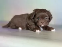 Reese, a male Peekapoo for sale in Canton, OH – Photo 5 of 7