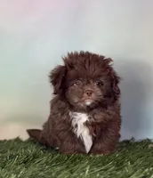 Reese DNA parents , a male Peekapoo for sale in Canton, OH – Photo 4 of 10