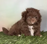 Reese DNA parents , a male Peekapoo for sale in Canton, OH – Photo 8 of 10