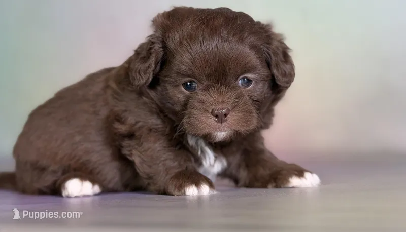 Reese, a male Peekapoo for sale in Canton, OH – Photo 1 of 7