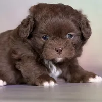 Reese DNA parents , a male Peekapoo for sale in Canton, OH – Photo 2 of 10