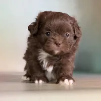 Reese DNA parents , a male Peekapoo for sale in Canton, OH – Photo 5 of 10