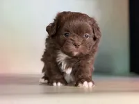 Reese, a male Peekapoo for sale in Canton, OH – Photo 3 of 7