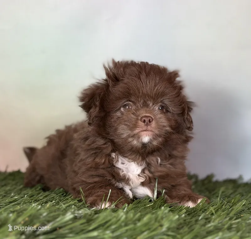 Reese DNA parents  – Peekapoo puppy for sale in Canton, OH