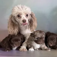 Reese DNA parents , a male Peekapoo for sale in Canton, OH – Photo 9 of 10