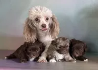 Reese, a male Peekapoo for sale in Canton, OH – Photo 7 of 7