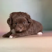 Reese DNA parents , a male Peekapoo for sale in Canton, OH – Photo 10 of 10