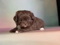 Reese, a male Peekapoo for sale in Canton, OH – Photo 4 of 7