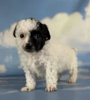 Cruella , a female Poodle - Toy  for sale in Canton, OH – 4 of 6