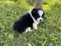 ACA macy Black and tan , a female Pomeranian for sale in Canton, OH – 3 of 5