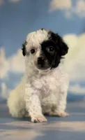 Cruella , a female Poodle - Toy  for sale in Canton, OH – 1 of 6