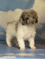 Cosmo , a male Poodle - Miniature  for sale in Canton, OH – 3 of 4