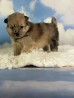 Aca Penny, a female Pomeranian for sale in Canton, OH – 5 of 7