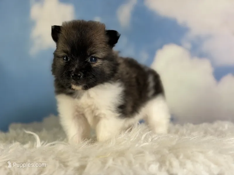 Aca polly – Pomeranian puppy for sale in Canton, OH