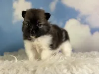 Aca polly, a female Pomeranian for sale in Canton, OH – 1 of 5