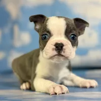 Lux, a male Frenchton for sale in Canton, OH – 4 of 6