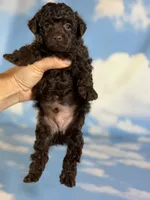 Tiny tim, a male Poodle - Toy  for sale in Canton, OH – 5 of 5