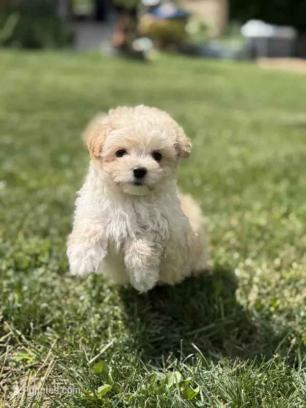 Taffy – Maltipoo puppy for sale in Canton, OH