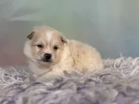 Tipton, a male Pomeranian for sale in Canton, OH – 4 of 6