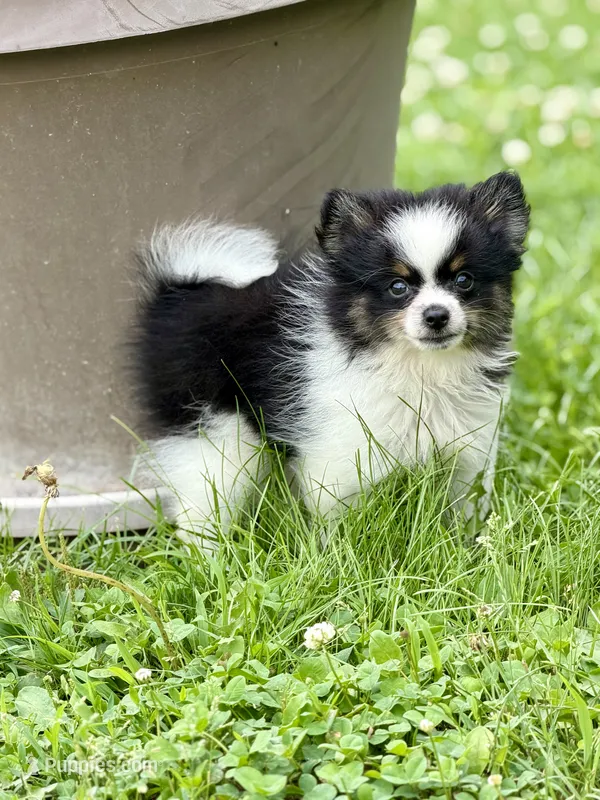 ACA macy Black and tan  – Pomeranian puppy for sale in Canton, OH